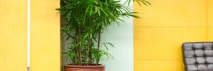 The Best Indoor Plants for Your Office