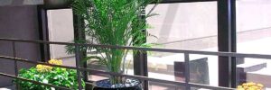 potted plants for universities Dallas Fort Worth TX