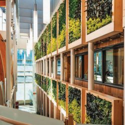 office living plant walls framed