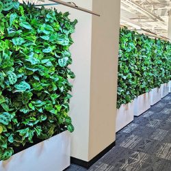 living green wall maintenance Texas