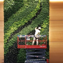 green wall maintenance Texas