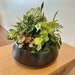 interior plant potted garden