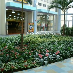 entry way plant installation Dallas Fort Worth TX