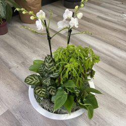 interior potted orchid garden