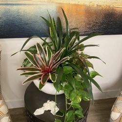 interior planter garden Dallas Fort Worth