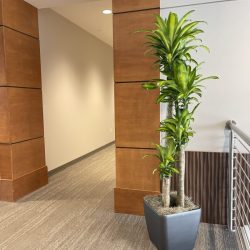 Indoor Plant Maintenance by Magnolia Plantscapes