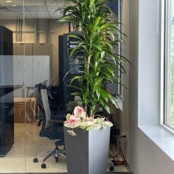 Indoor Plant Services by Magnolia Plantscapes