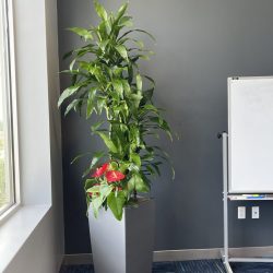 indoor plant maintenance company Dallas/Fort Worth TX