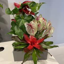 colorful interior planter garden Dallas Fort Worth