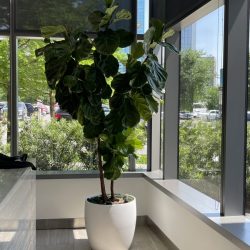 indoor potted plant maintenance company Dallas/Fort Worth TX