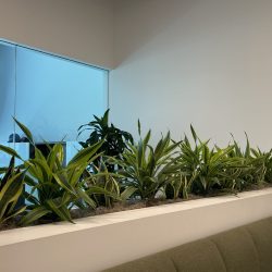 plant wall maintenance company Dallas/Fort Worth TX