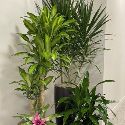 office plant maintenance Dallas/Fort Worth TX