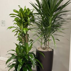 office plant installation company Dallas/Fort Worth TX