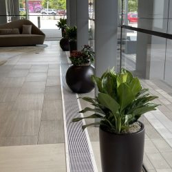 office planter maintenance company Dallas/Fort Worth TX