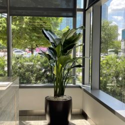 office planter installation company Dallas/Fort Worth TX