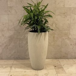 Biophilic designer Dallas Fort-Worth