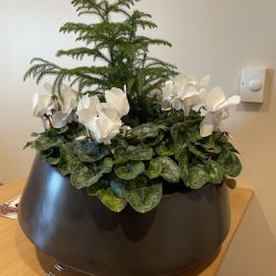 indoor flowering planter garden