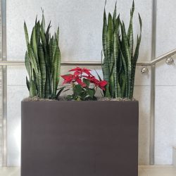 indoor planter company Dallas Fort-Worth