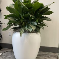 office potted plant maintenance services