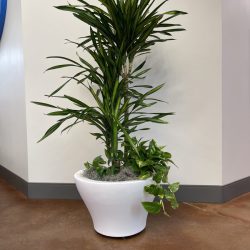 Biophilic interior design