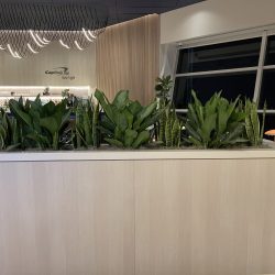 interior design landscaping with plants Dallas Fort-Worth