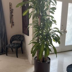 eco-friendly interior plant design company
