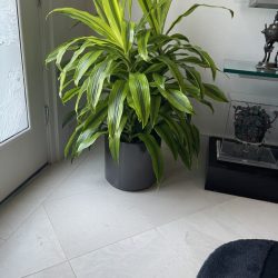 large interior potted plant maintenance company