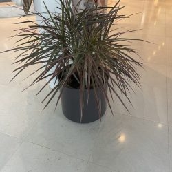 corporate potted plant maintenance Dallas Fort Worth