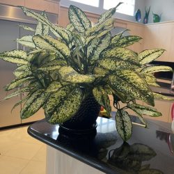 lobby potted plant maintenance company in Dallas Fort Worth