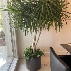 lobby potted plant maintenance company Texas