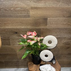 indoor potted flower maintenance company