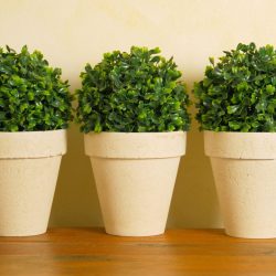 potted plant interior design