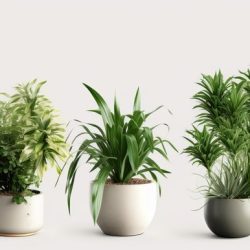 potted plant installation Dallas/Fort Worth