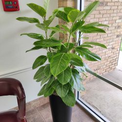 School plant care services Dallas TX