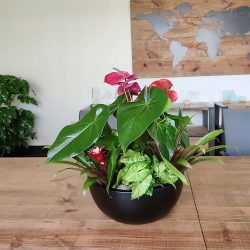 School plant care services Fort Worth TX