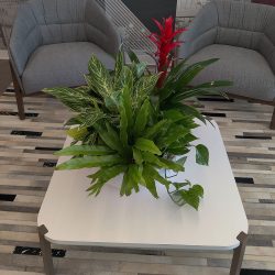 College plant care services