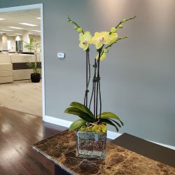 College plant care services Dallas TX