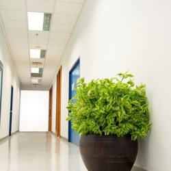 indoor plant service in Dallas Fort Worth