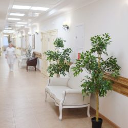 indoor plant installation service in Dallas Fort Worth