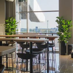 indoor plant installation company Dallas/Fort Worth TX area