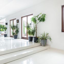 indoor plant maintenance service in Dallas Fort Worth