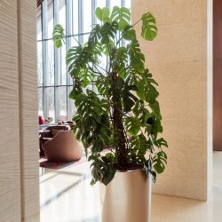 office plantscaping Dallas Fort Worth TX