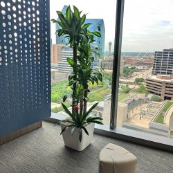 national plantscape design company