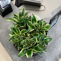 plant services for hair salons