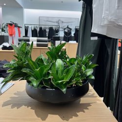 plant services for retail clothing stores
