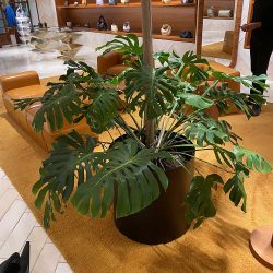 potted plant care for retail stores