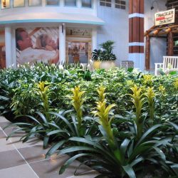 retail store & mall interior gardens